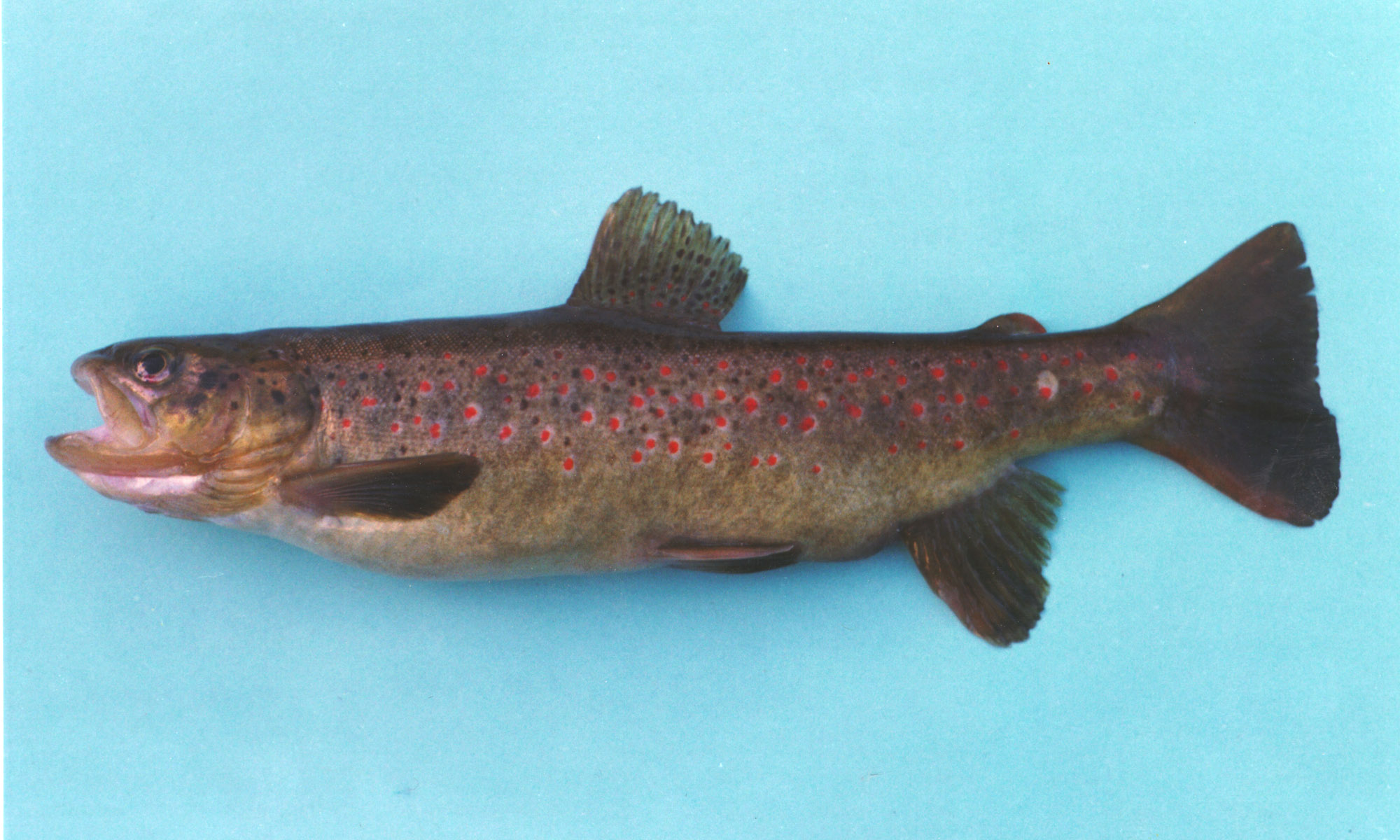 Liqvan Chay trout, ca, 27.0 cm total length, 4 October 1994, courtesy of Asghar Abdoli